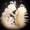 Miktoniscus patiencei